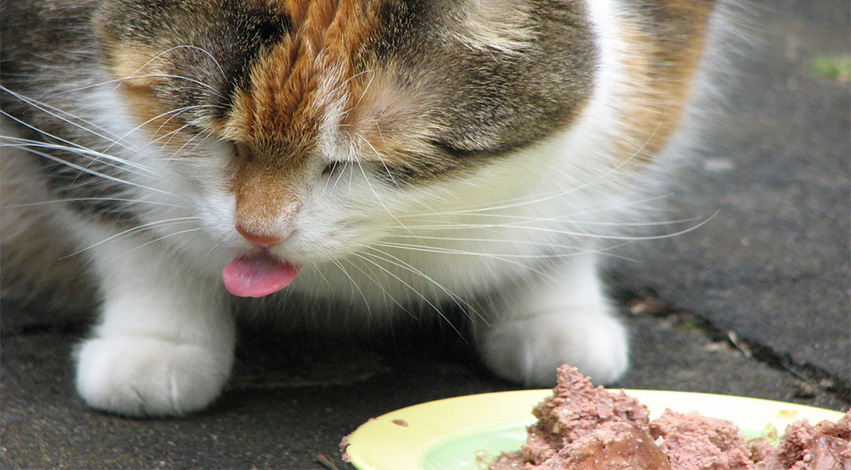 cateating - 4 essential cat products that your furry feline can’t live without