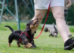 Trouble training your pup? These 4 tricks of the trade may just help you