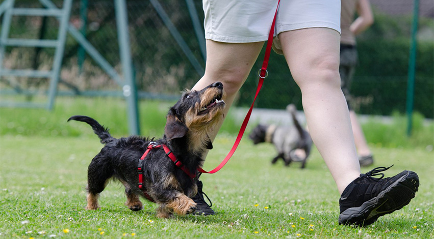 puppy - Trouble training your pup? These 4 tricks of the trade may just help you